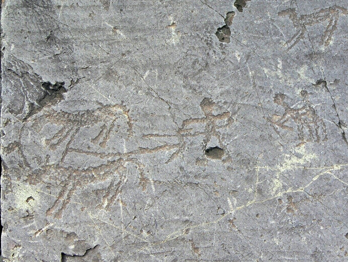 aratura seradina